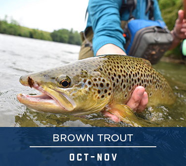 BROWN TROUT